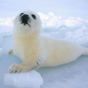 Isn't the harp seal cute