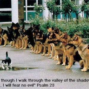 The bravest cat I ever saw...