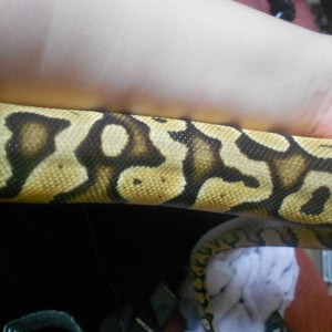 Galahad is a yellow Royal Python - it's called a Pastel morph