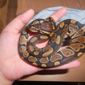 This is a python who hatched in August but has never eaten on his own.